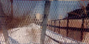 North of Belmont: 1984-2002