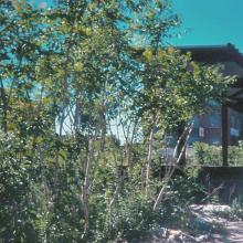 tb_cnw_deering_06_1990_4