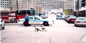 Geese on Goose Island