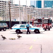 tb_geese_island_04282008_2